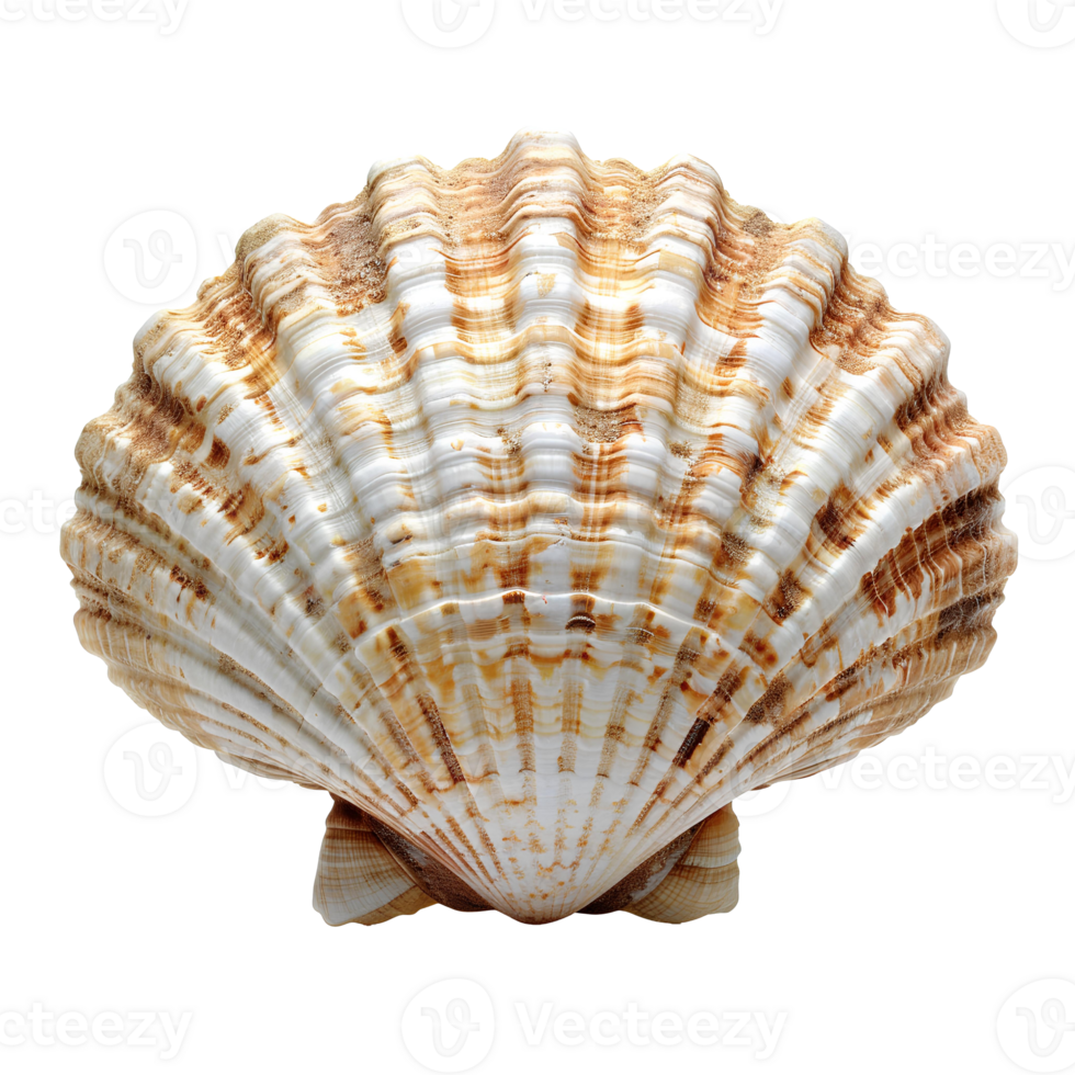AI generated Seashell PNG. Sea shell isolated. Salt water shell PNG