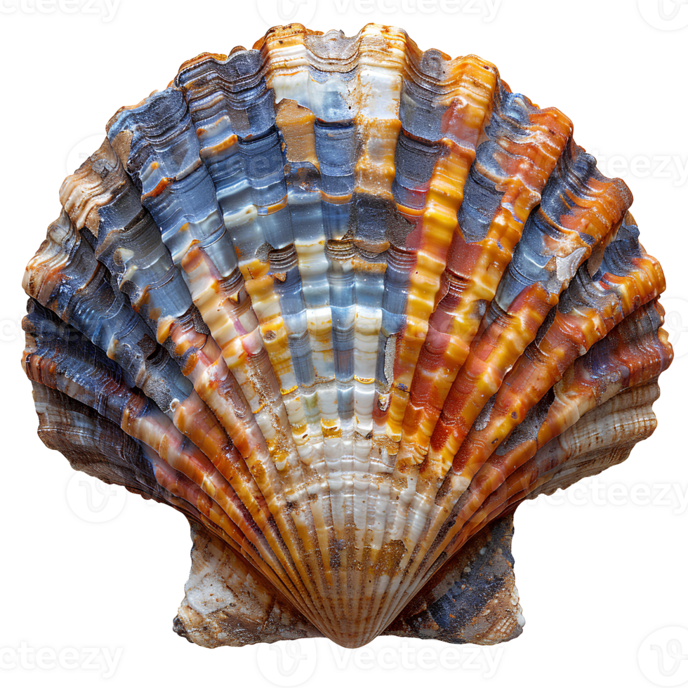 AI generated Colorful seashell PNG. Sea shell isolated. Colorful salt water seashell top view PNG. Seashell flat lay PNG