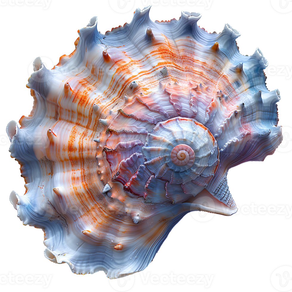 AI generated Colorful seashell PNG. Sea shell isolated. Colorful salt water seashell top view PNG. Seashell flat lay PNG