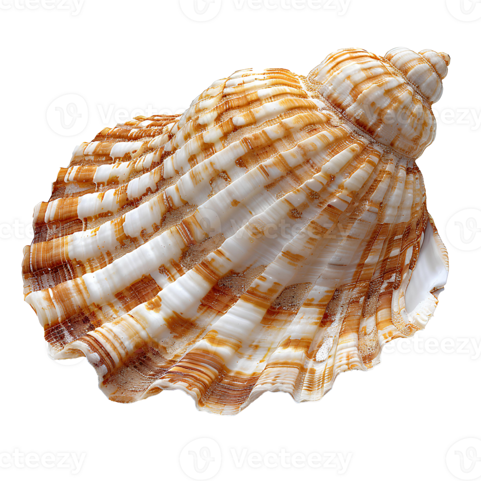 AI generated Seashell PNG. Sea shell isolated. Salt water shell PNG. Seashell top view PNG. Sea shell flat lay isolated png