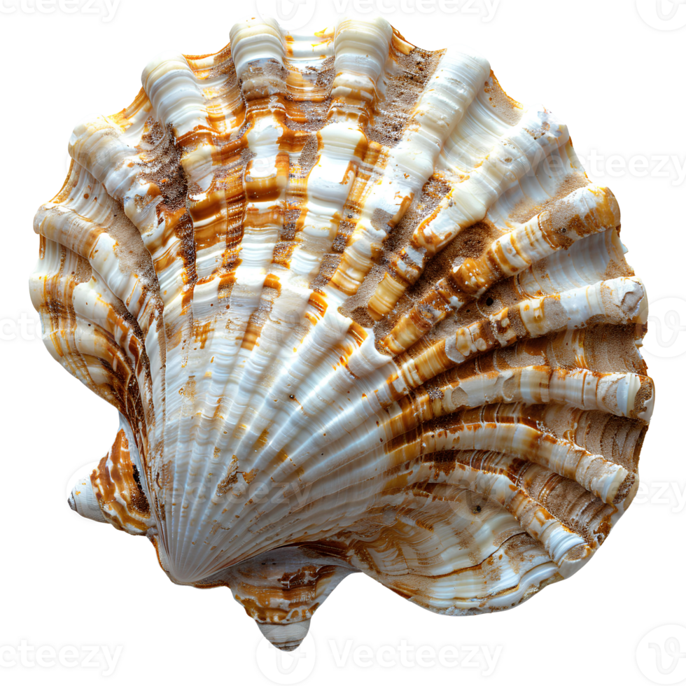 AI generated Seashell PNG. Sea shell isolated. Salt water shell PNG. Seashell top view PNG. Sea shell flat lay isolated png