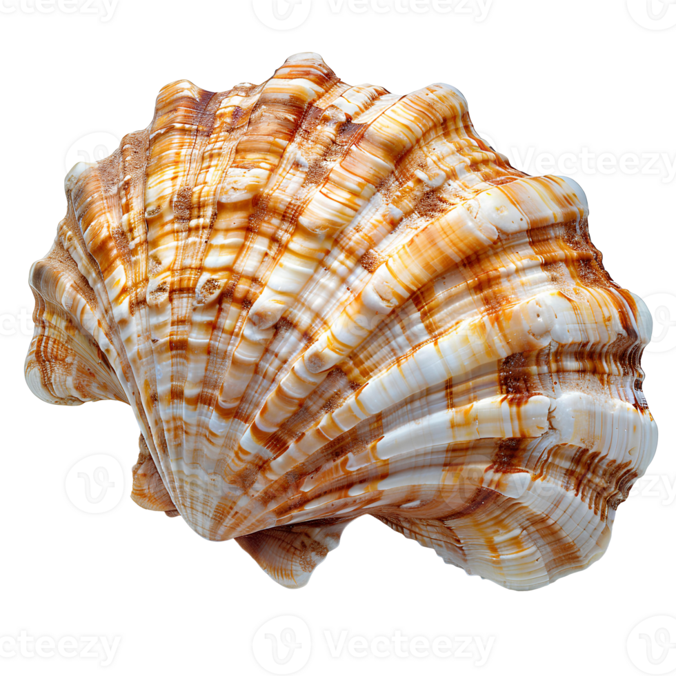 AI generated Seashell PNG. Sea shell isolated. Salt water shell PNG. Seashell top view PNG. Sea shell flat lay isolated png