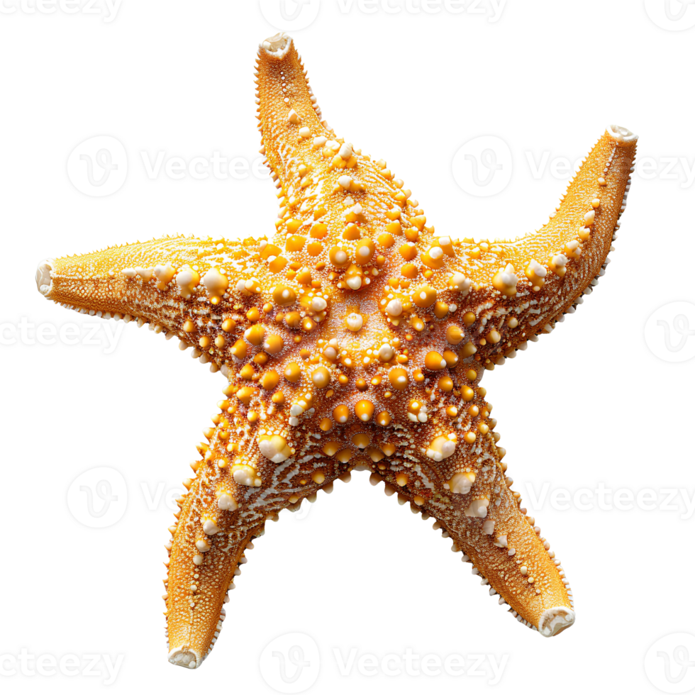 AI generated Starfish PNG. Sea star isolated. Starfish top view PNG. Sea star flat lay PNG. Ocean star PNG