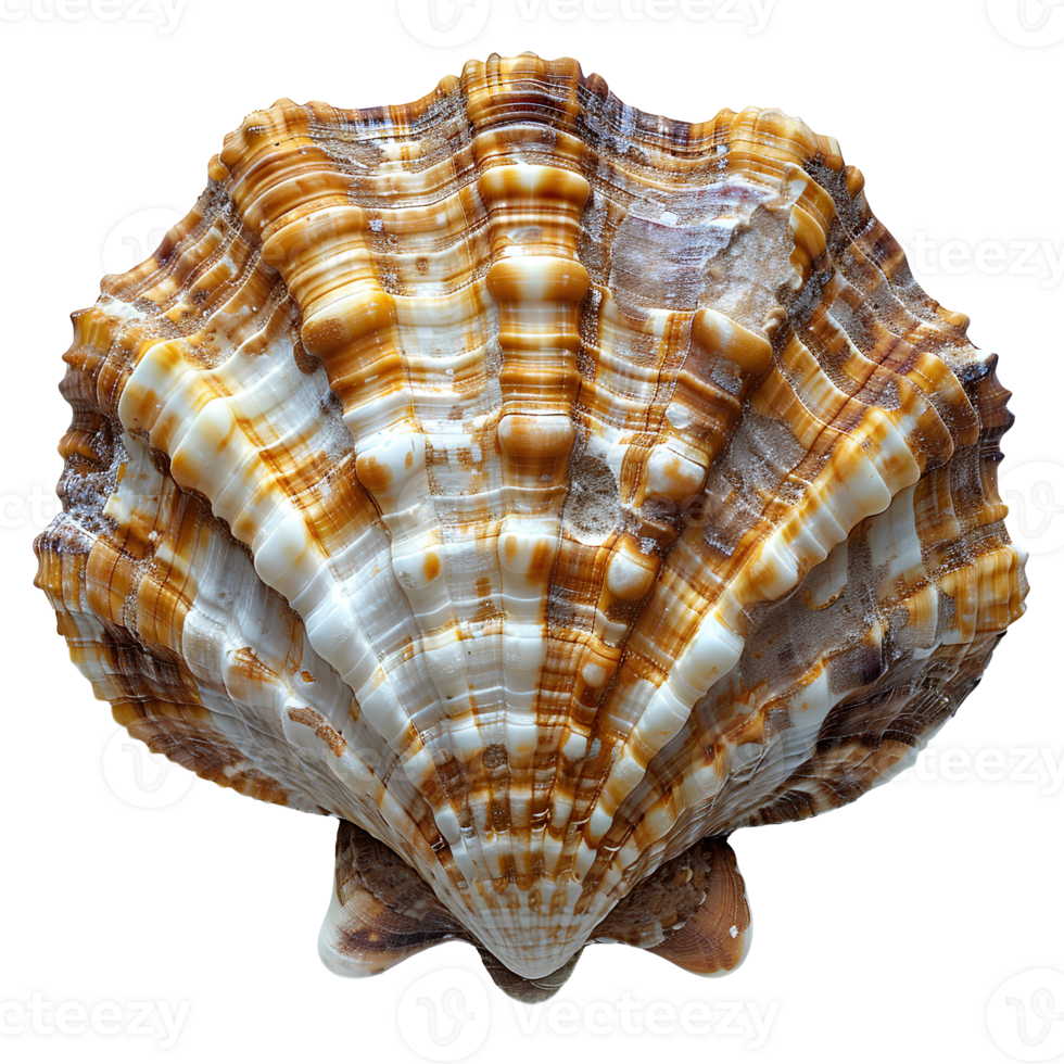 ai généré coquillage png. mer coquille isolé. sel l'eau coquille png. coquillage Haut vue png. mer coquille plat allonger isolé png