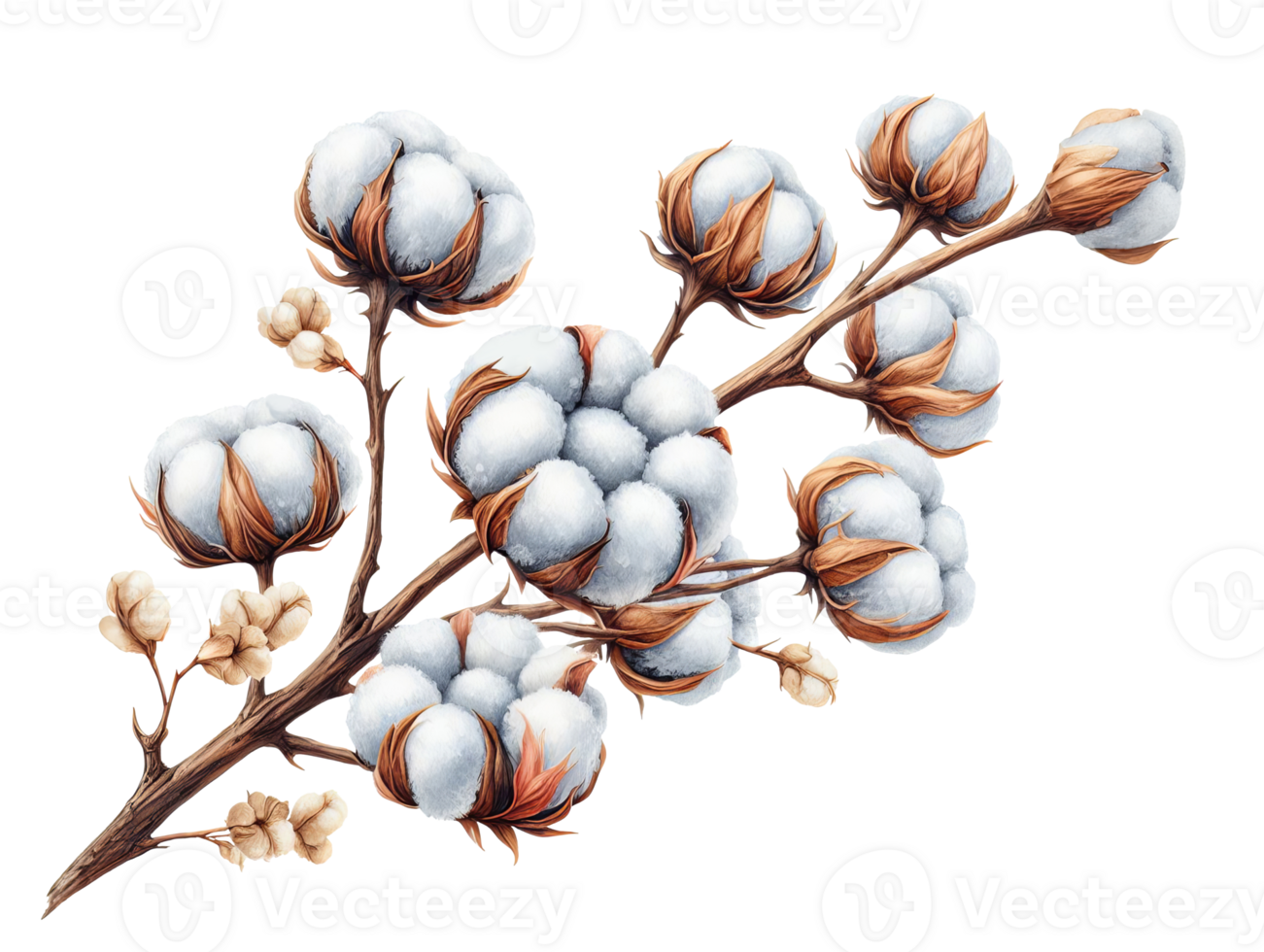AI generated Digital illustration of cotton flowers. Set with white balls of fluffy plants in vintage style. Illustration for wedding invitations, florist business isolated on transparent background png