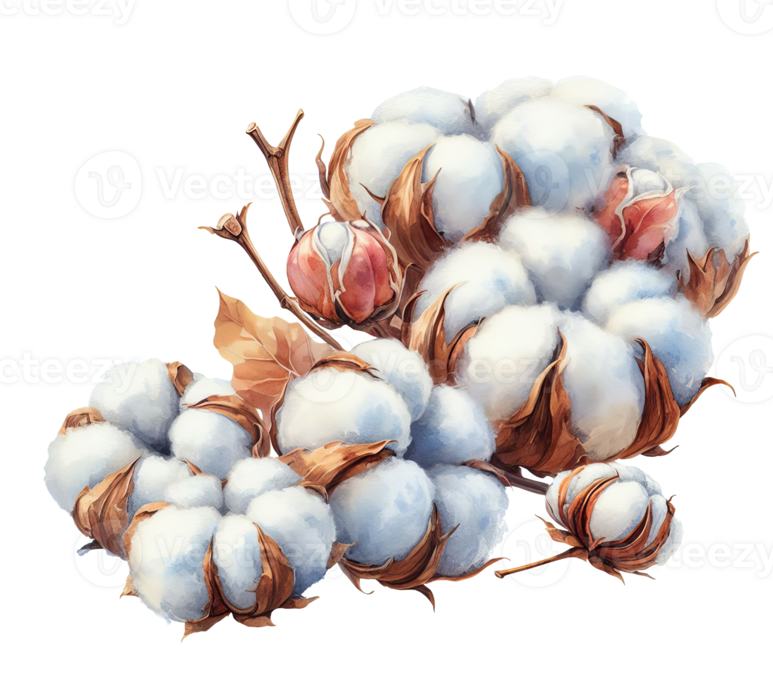 AI generated Digital illustration of cotton flowers. Set with white balls of fluffy plants in vintage style. Illustration for wedding invitations, florist business isolated on transparent background png