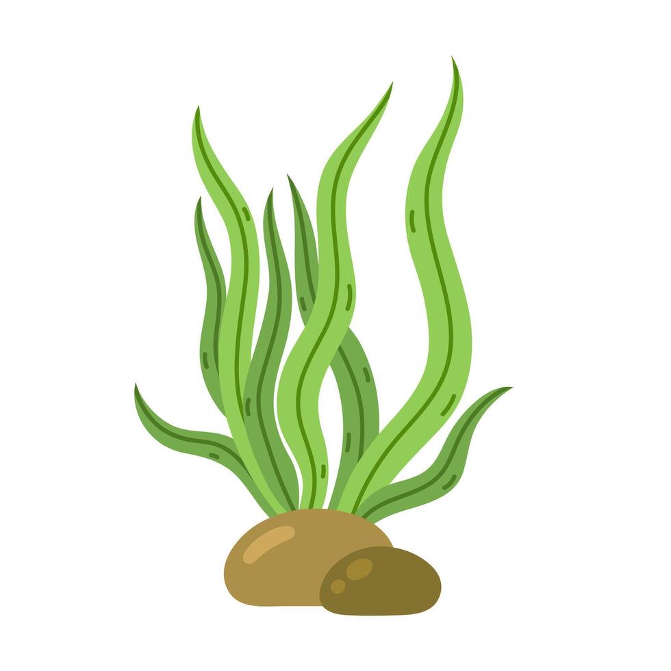 Seaweed vector icon. Colorful sea herb, kelp. Ocean algae on the seabed among the stones. Aquatic reef plant, underwater grass. Hand drawn cartoon doodle. Isolated flat clipart for print, web, posters