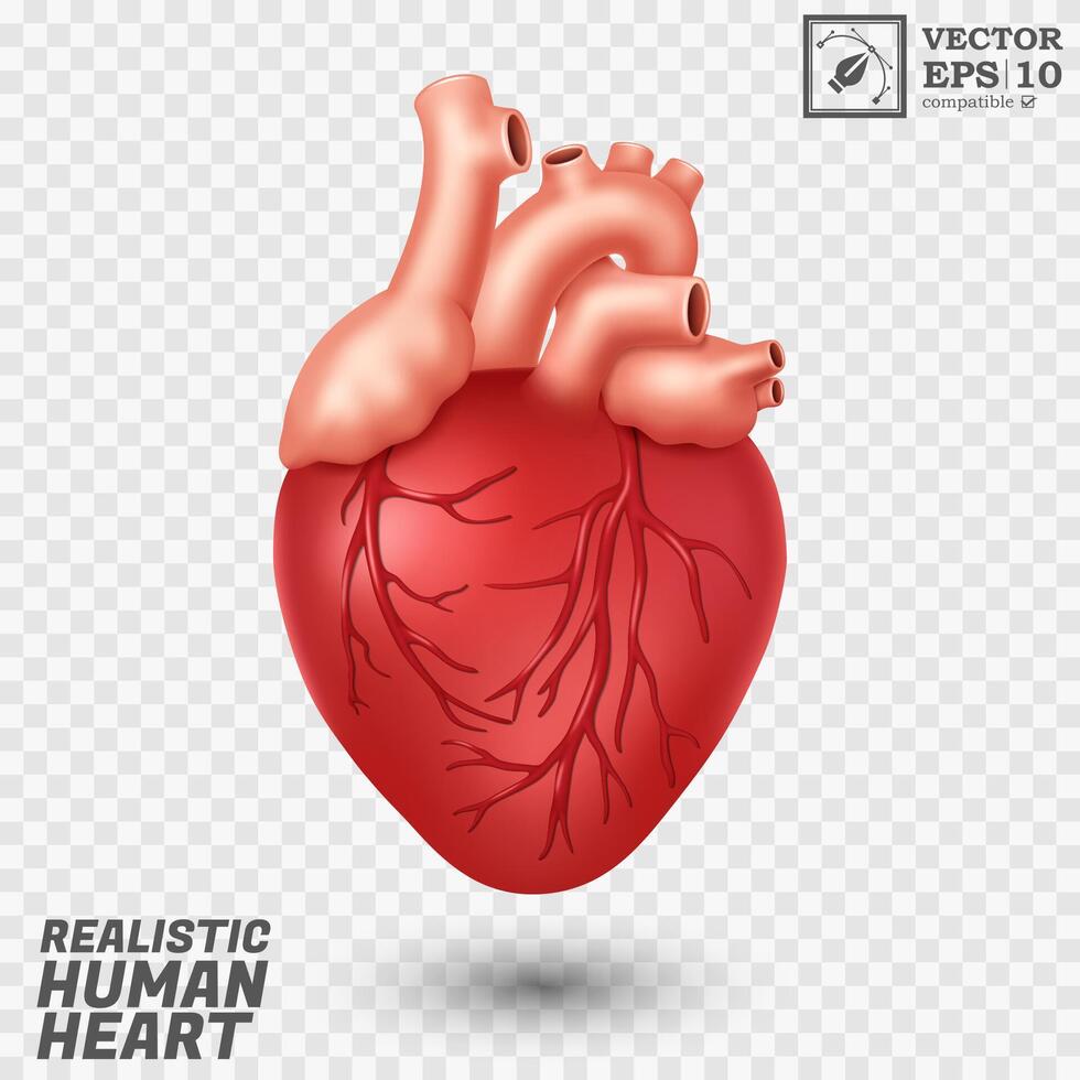 Realistic Human Heart, Isolated and Easy to Edit, Vector Illustration