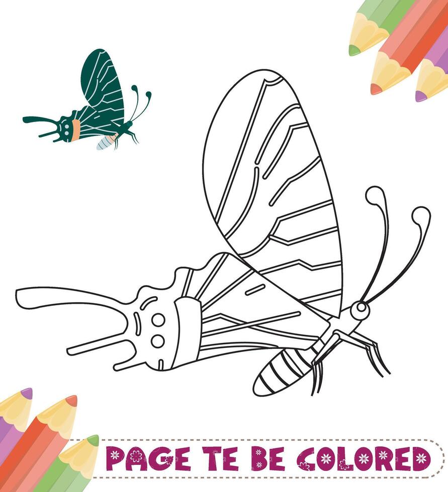 Butterfly Coloring Page Colored Illustration vector