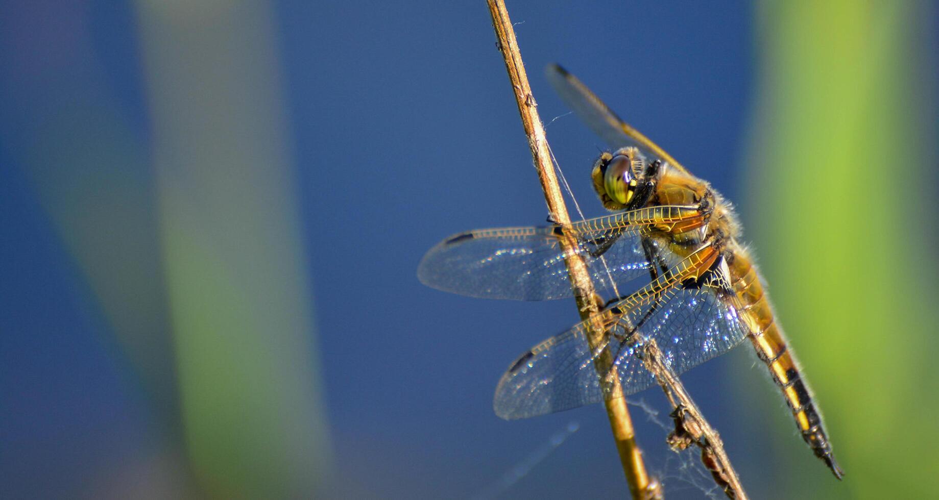 libélula fotografía, de cerca Disparo de un libélula en el natural ambiente foto