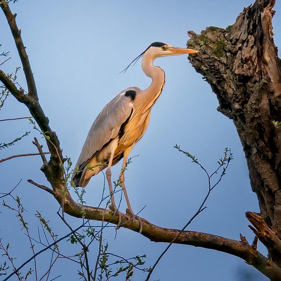 Bird Photography, Bird Picture, Most Beautiful Bird Photography, Nature Photography photo