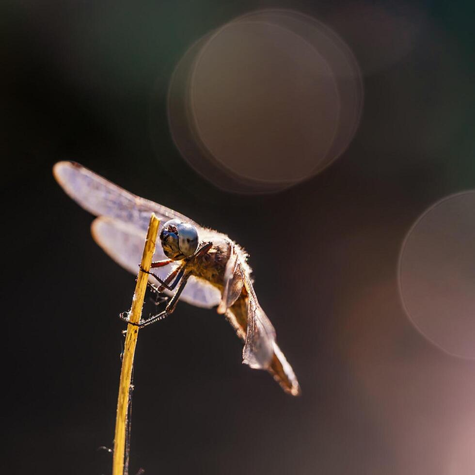 Dragonfly Photography, closeup shot of a dragonfly in the natural environment photo