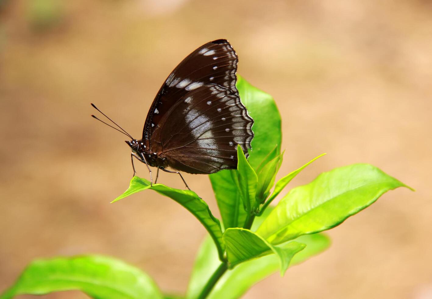 monarca, hermosa mariposa fotografía, hermosa mariposa en flor, macro fotografía, bello naturaleza foto