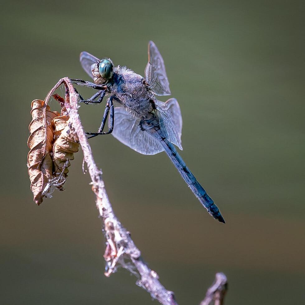 Dragonfly Photography, closeup shot of a dragonfly in the natural environment photo