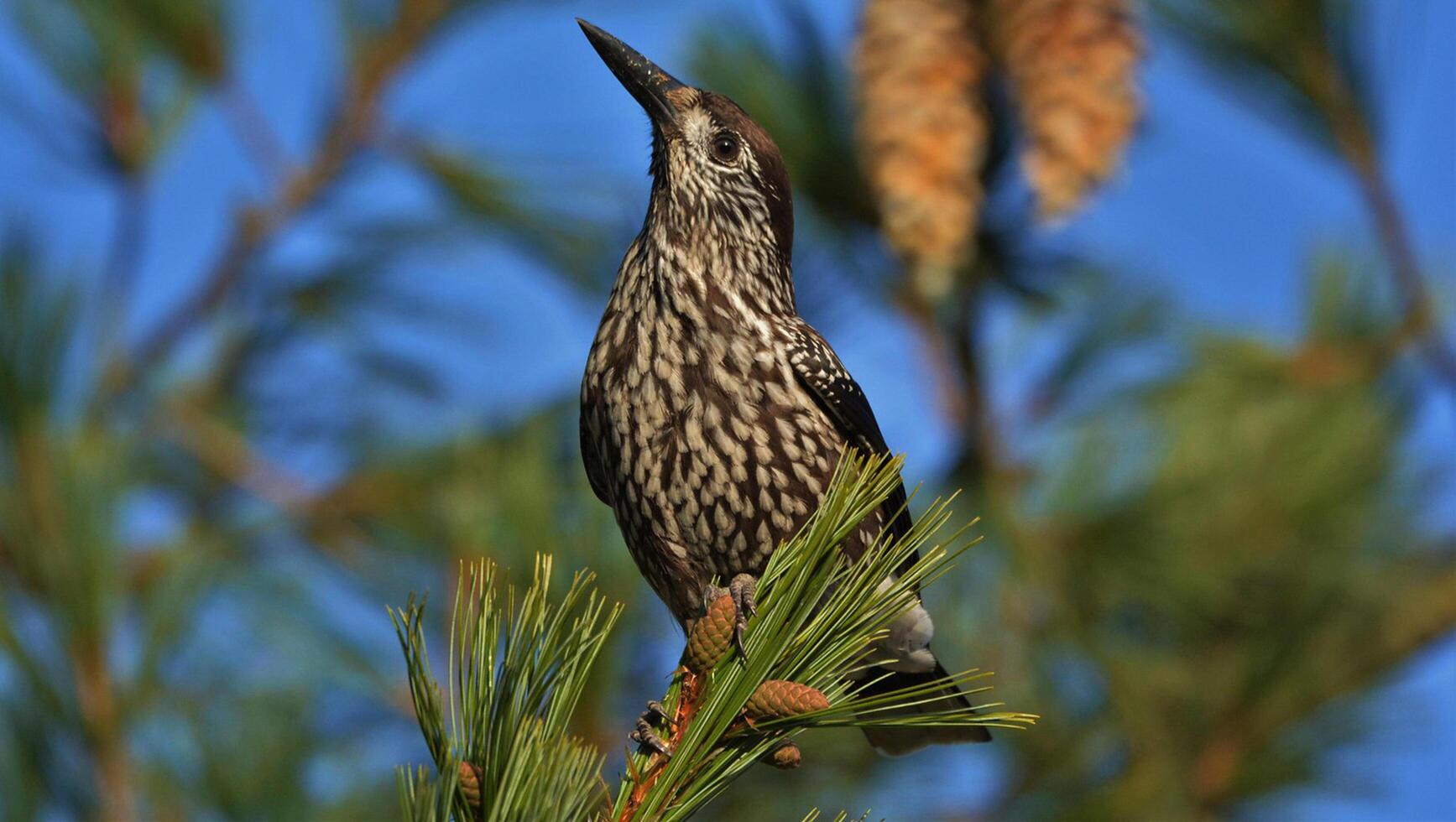 pájaro fotografía, pájaro imagen, más hermosa pájaro fotografía, naturaleza fotografía foto