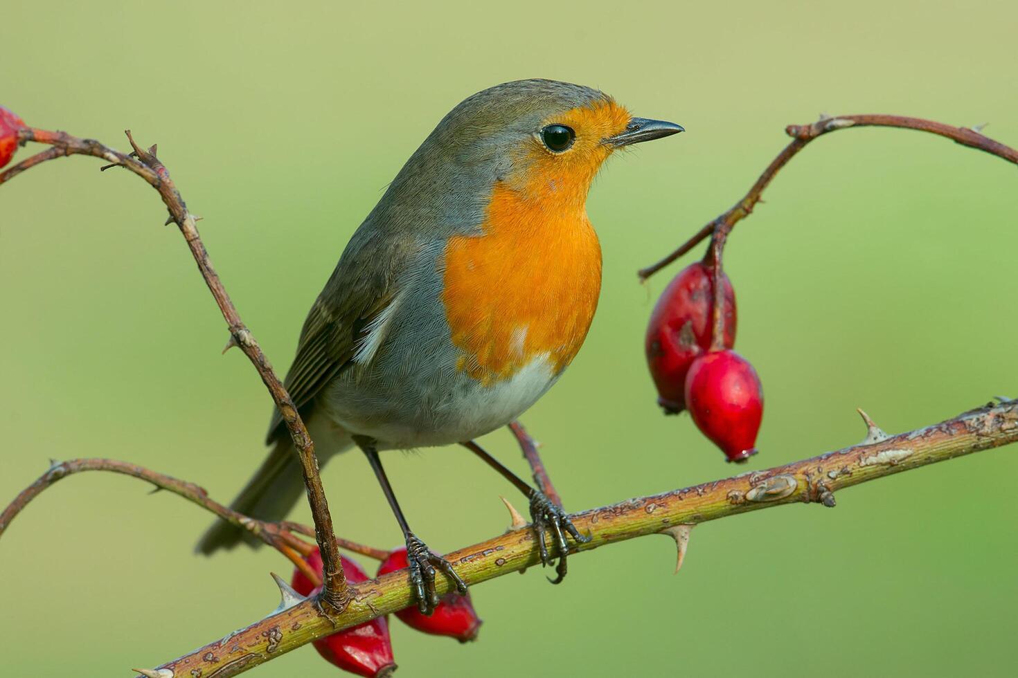 Bird Photography, Bird Picture, Most Beautiful Bird Photography, Nature Photography photo