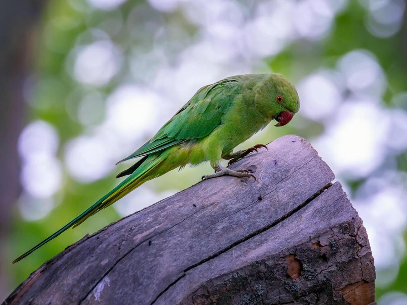 pájaro fotografía, pájaro imagen, más hermosa pájaro fotografía, naturaleza fotografía foto