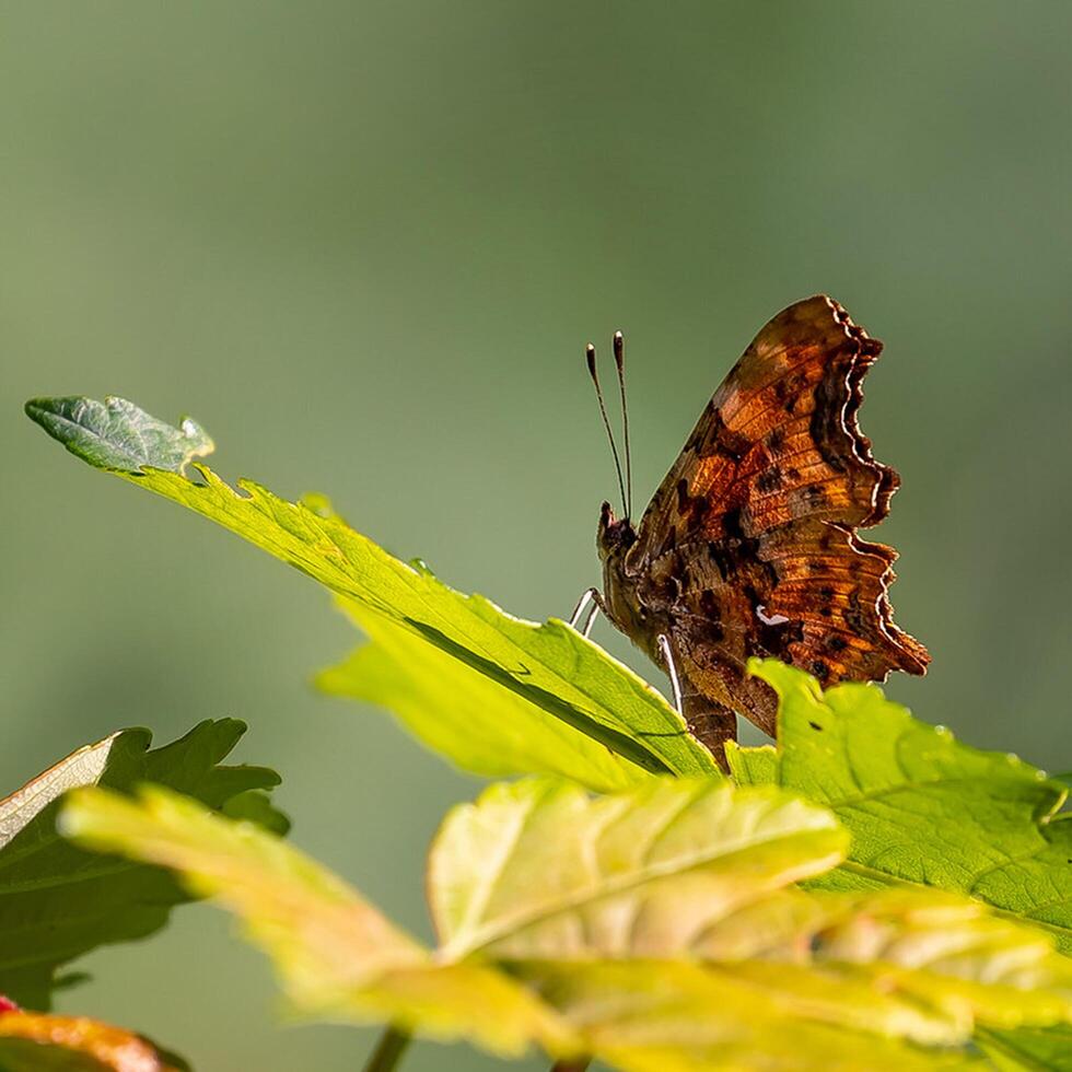 Monarch, Beautiful Butterfly Photography, Beautiful butterfly on flower, Macro Photography, Beautyful Nature photo