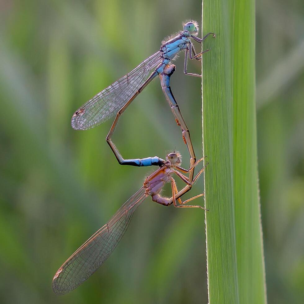 Dragonfly Photography, closeup shot of a dragonfly in the natural environment photo