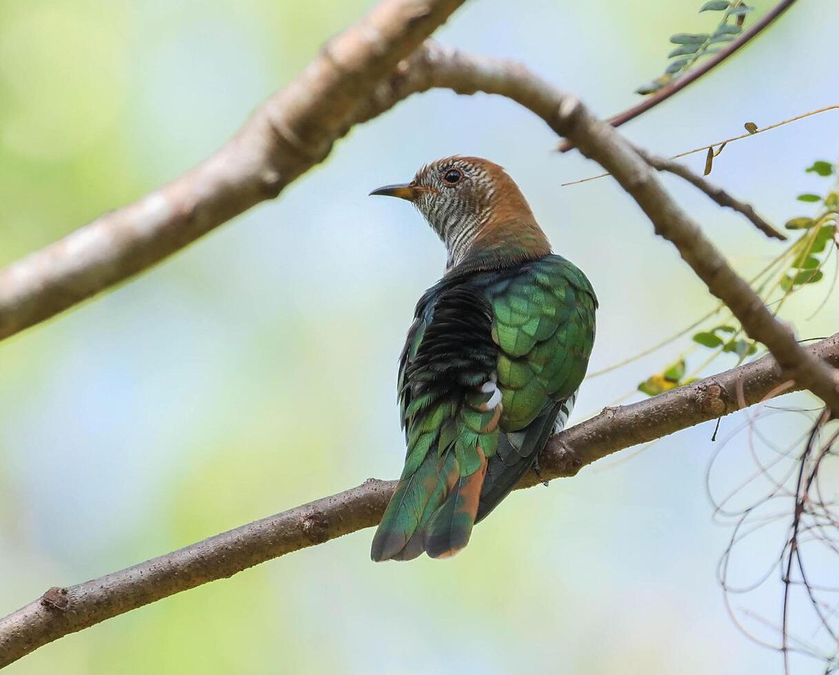 Bird Photography, Bird Picture, Most Beautiful Bird Photography, Nature Photography photo