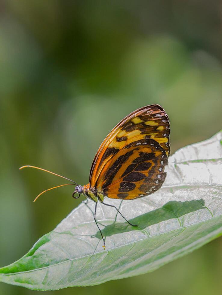 Monarch, Beautiful Butterfly Photography, Beautiful butterfly on flower, Macro Photography, Beautyful Nature photo