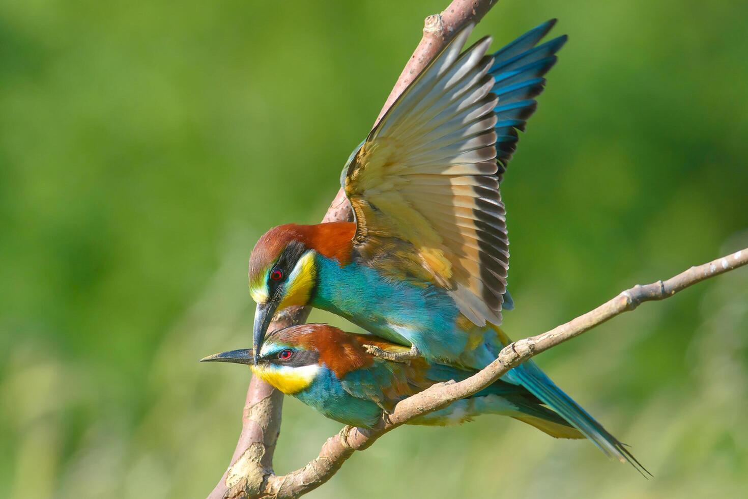 pájaro fotografía, pájaro imagen, más hermosa pájaro fotografía, naturaleza fotografía foto