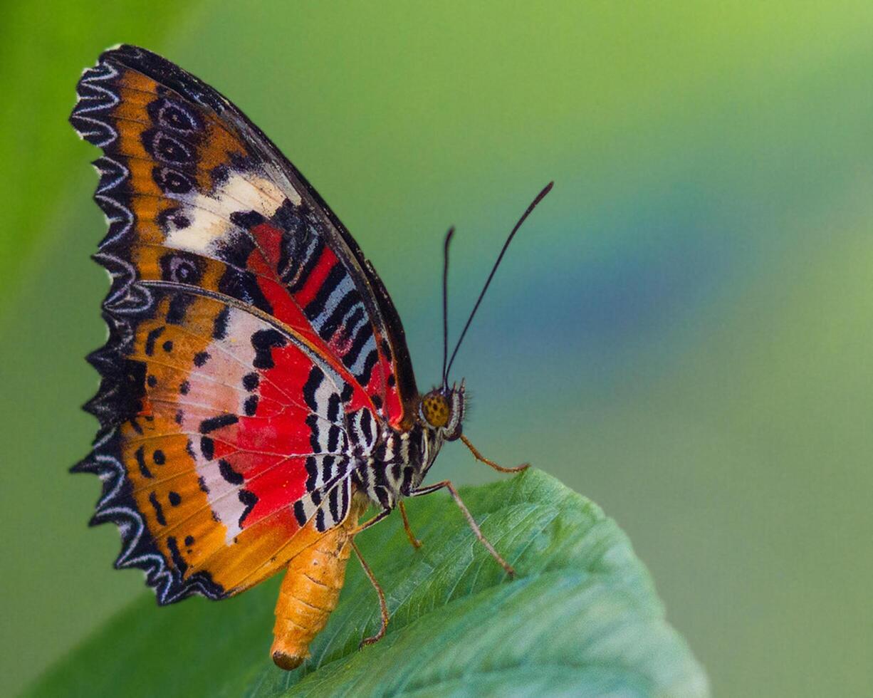 Monarch, Beautiful Butterfly Photography, Beautiful butterfly on flower, Macro Photography, Beautyful Nature photo