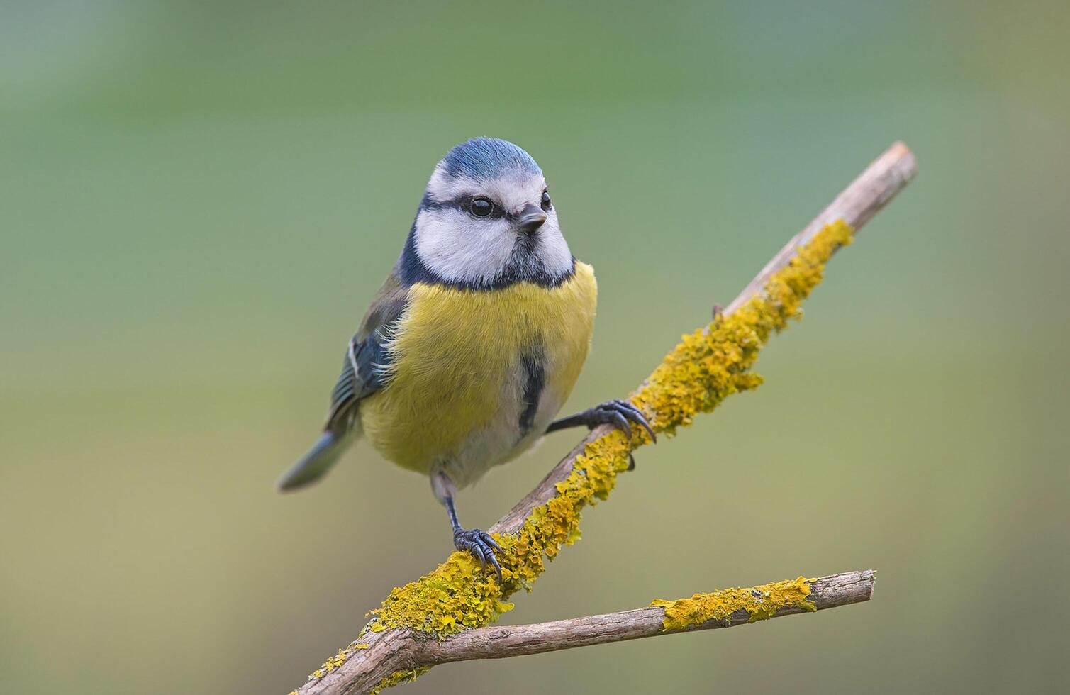 Bird Photography, Bird Picture, Most Beautiful Bird Photography, Nature Photography photo