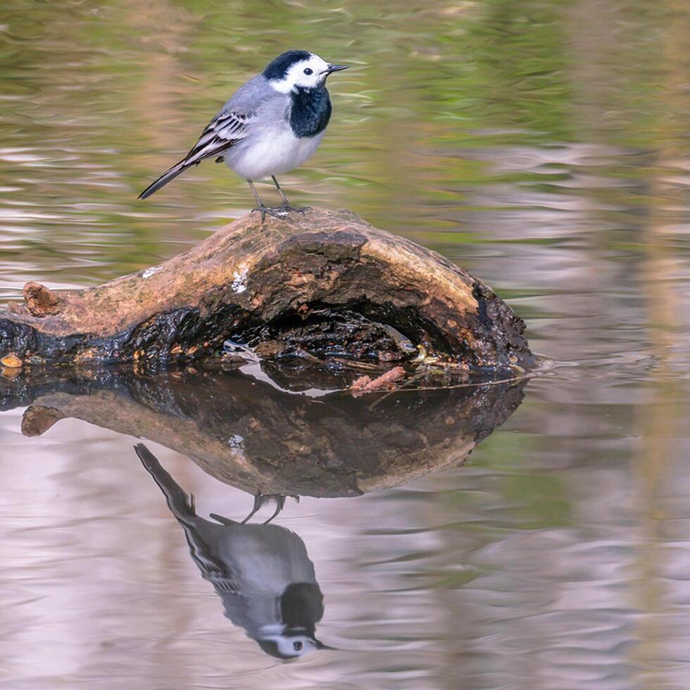 Bird Photography, Bird Picture, Most Beautiful Bird Photography, Nature Photography photo