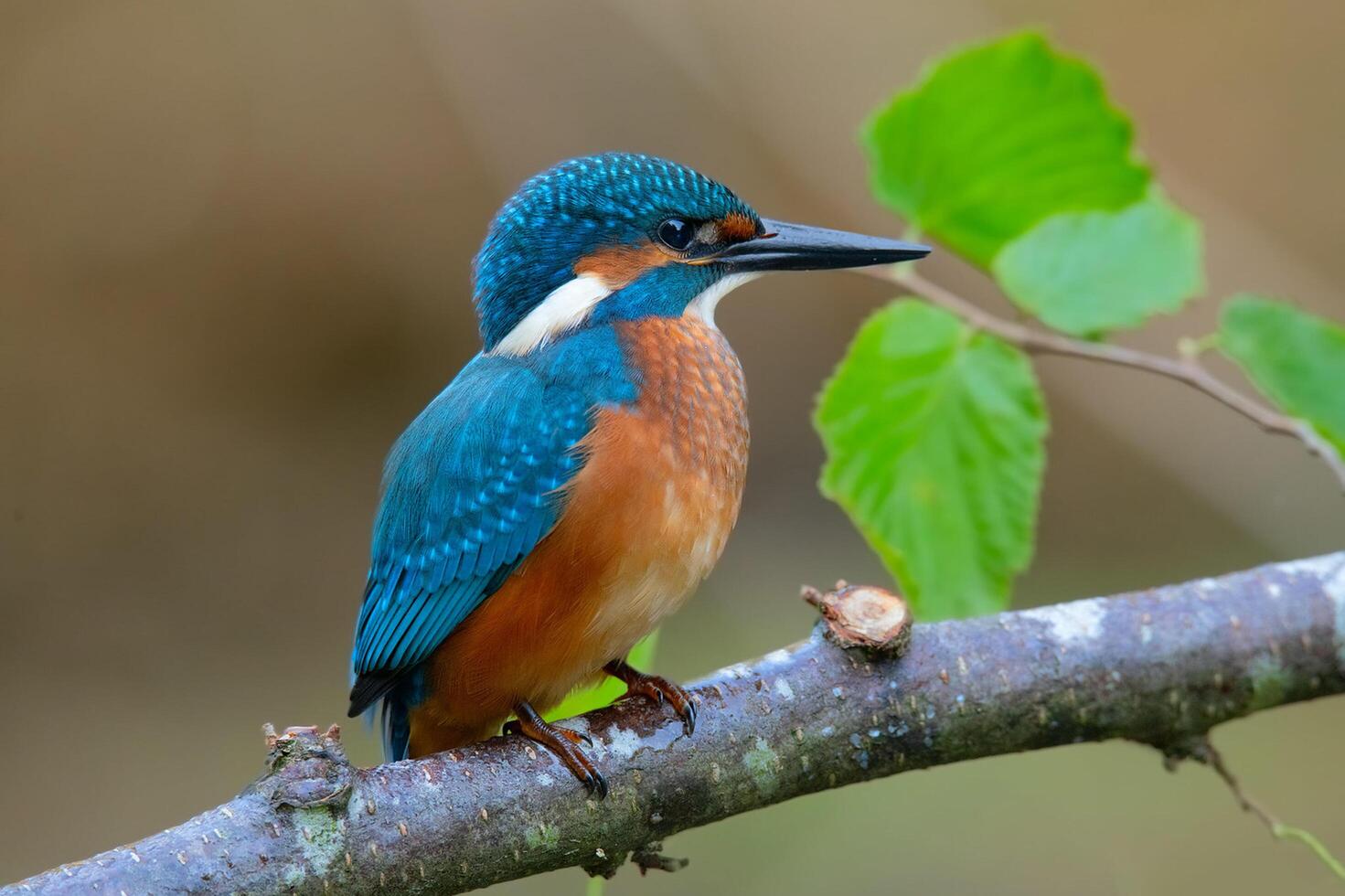 Bird Photography, Bird Picture, Most Beautiful Bird Photography, Nature Photography photo