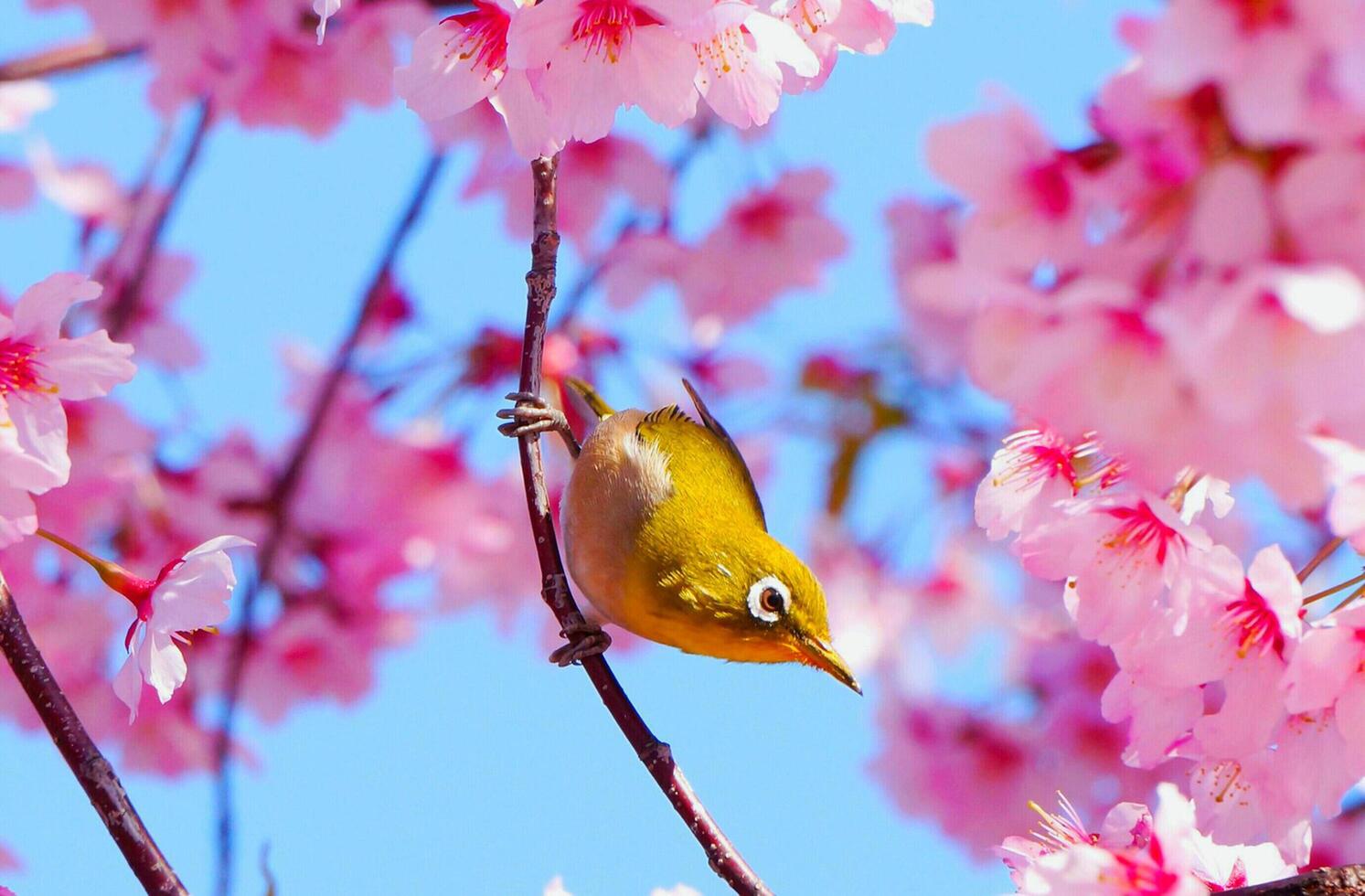 Bird Photography, Bird Picture, Most Beautiful Bird Photography, Nature Photography photo
