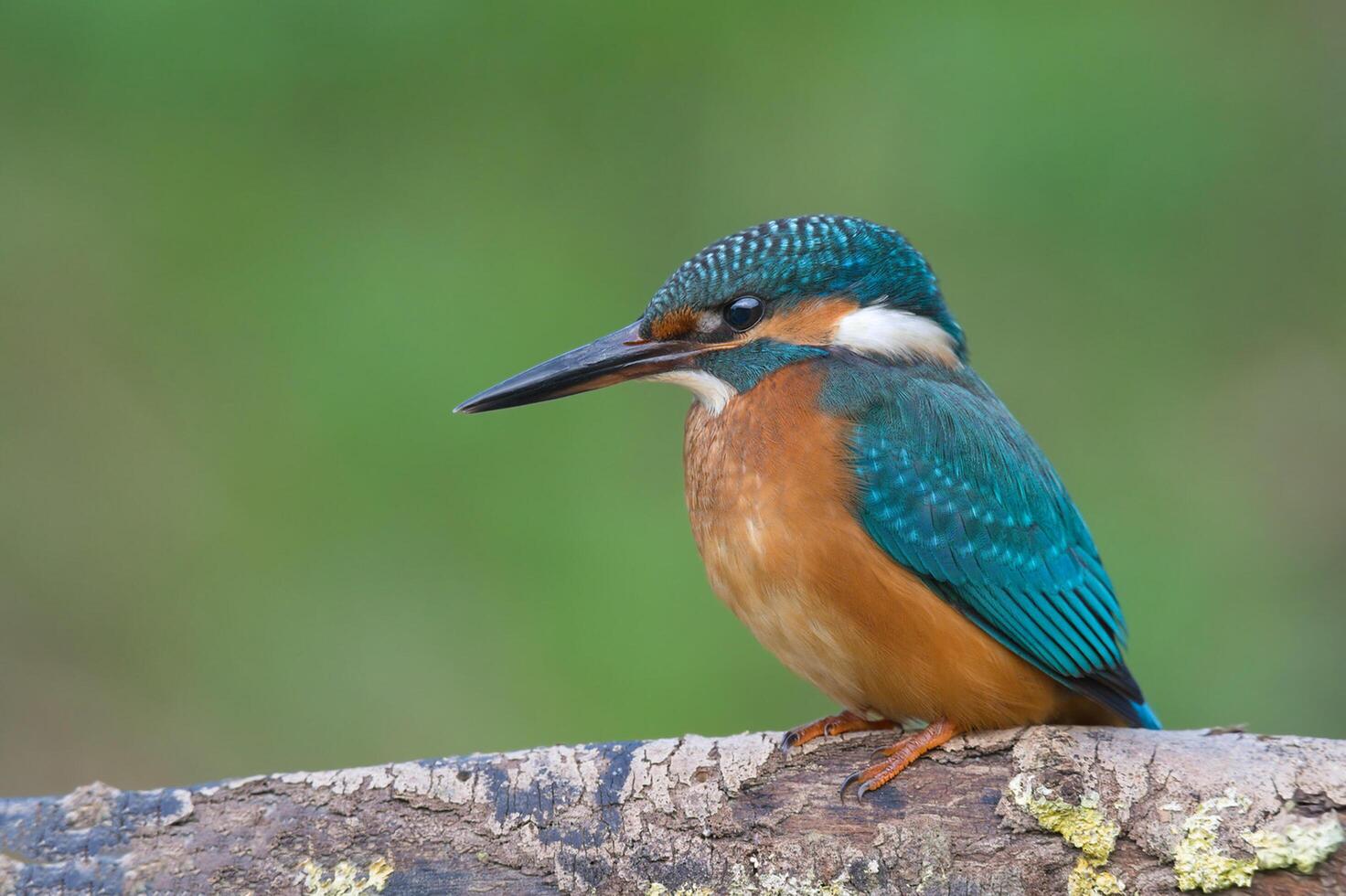 Bird Photography, Bird Picture, Most Beautiful Bird Photography, Nature Photography photo