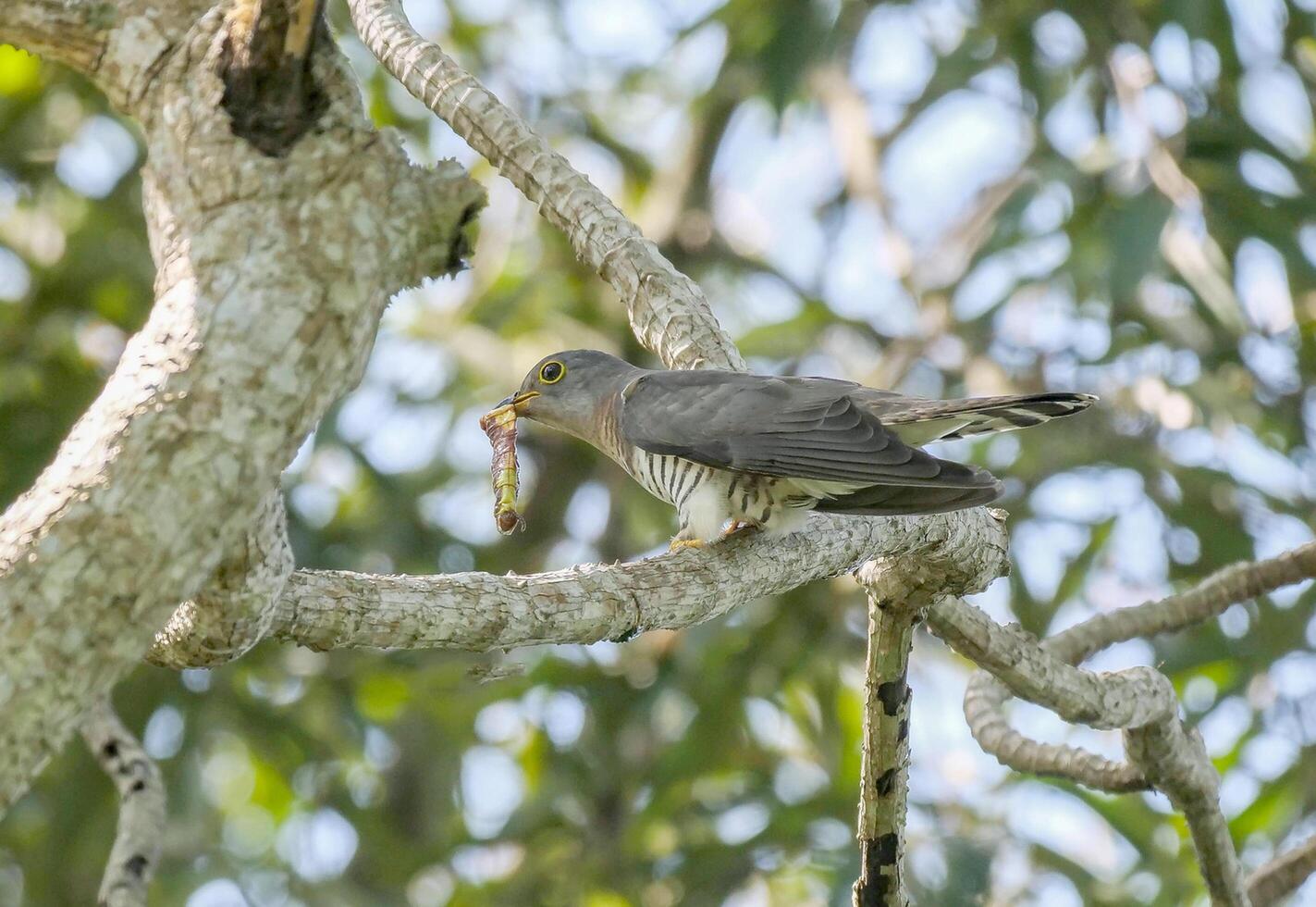 Bird Photography, Bird Picture, Most Beautiful Bird Photography, Nature Photography photo