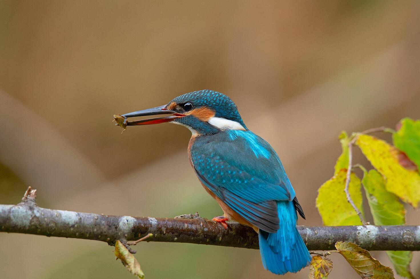 Bird Photography, Bird Picture, Most Beautiful Bird Photography, Nature Photography photo