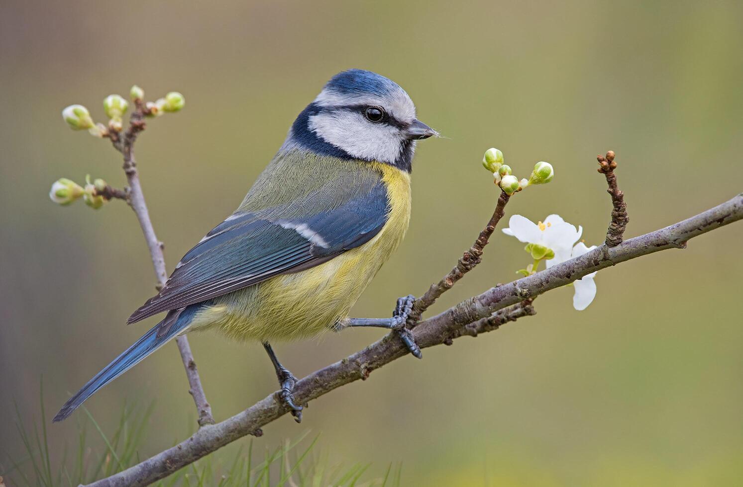Bird Photography, Bird Picture, Most Beautiful Bird Photography, Nature Photography photo