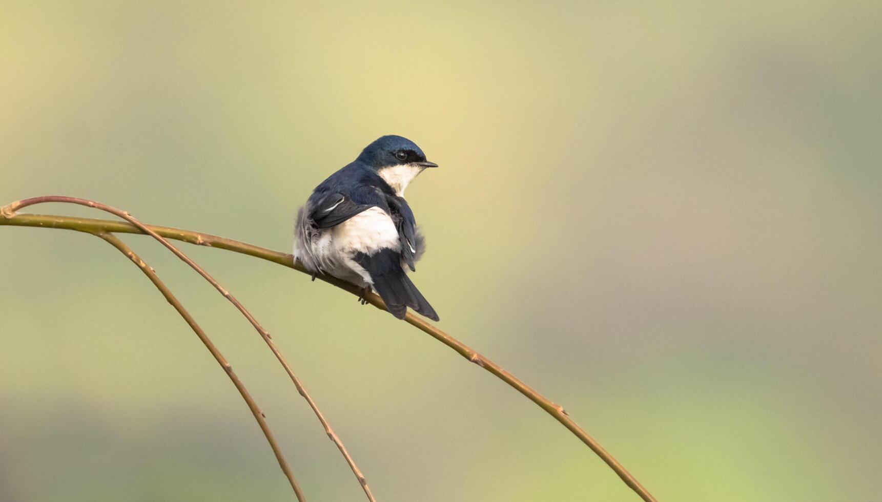 pájaro fotografía, pájaro imagen, más hermosa pájaro fotografía, naturaleza fotografía foto