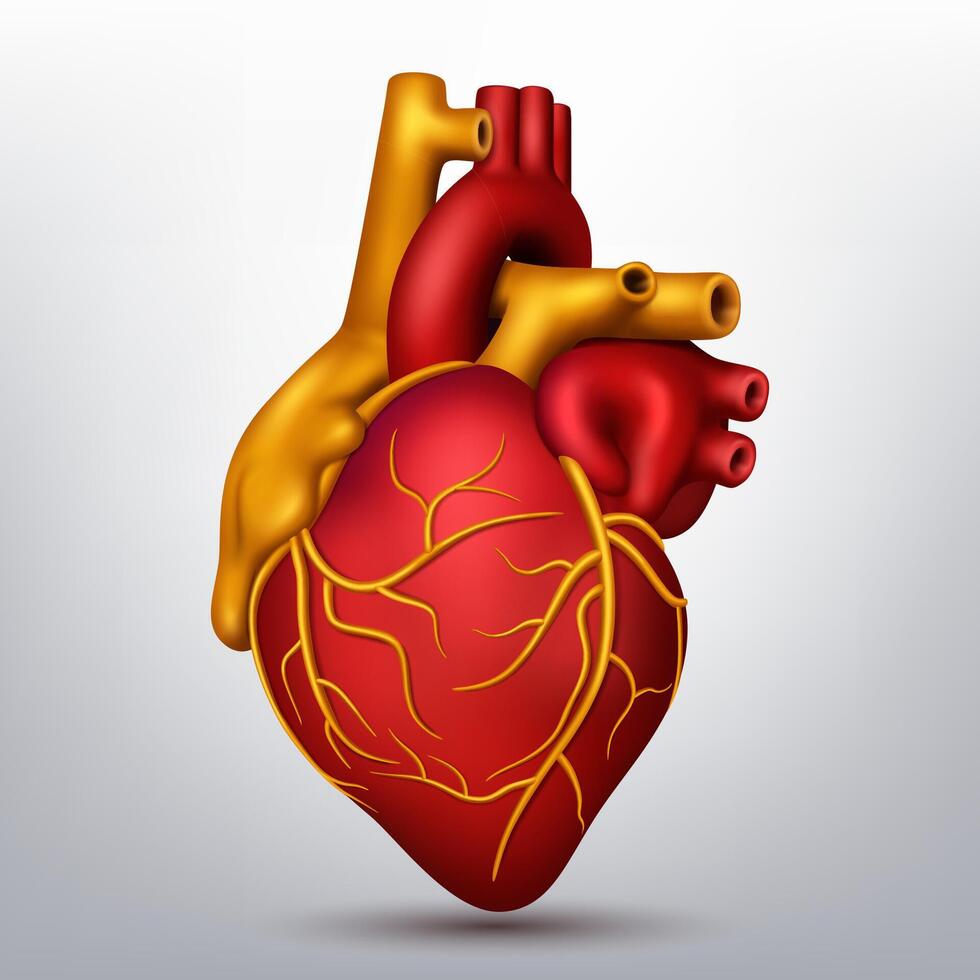 Shiny Human Heart, Isolated on White Background, Realistic 3D, Vector Illustration