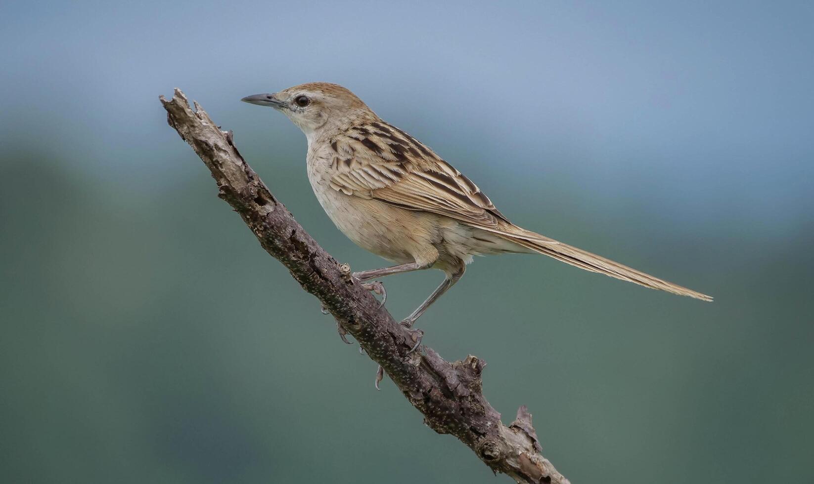 pájaro fotografía, pájaro imagen, más hermosa pájaro fotografía, naturaleza fotografía foto