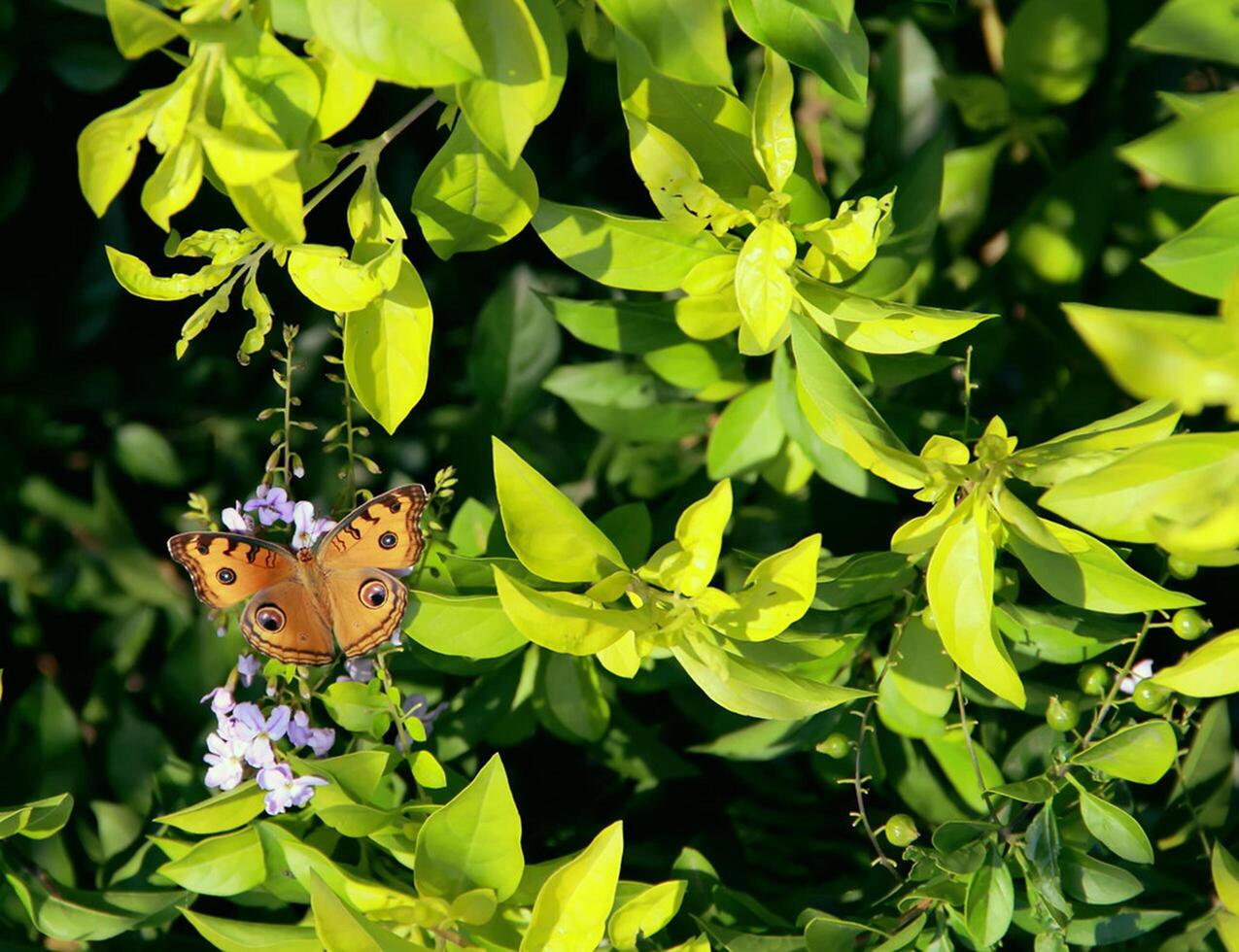 Monarch, Beautiful Butterfly Photography, Beautiful butterfly on flower, Macro Photography, Beautyful Nature photo