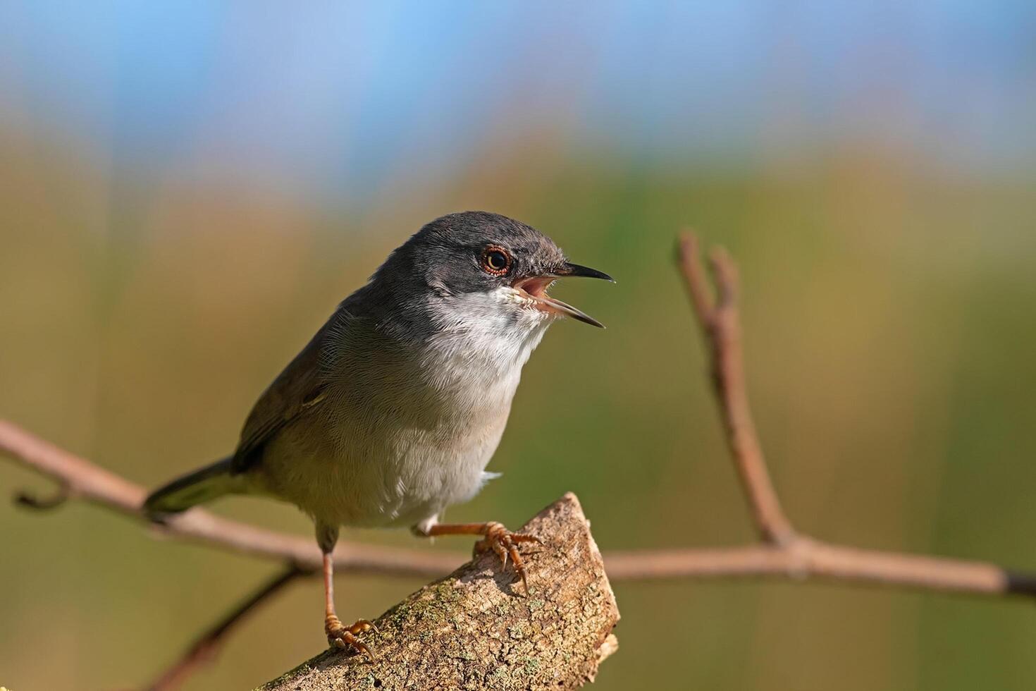 Bird Photography, Bird Picture, Most Beautiful Bird Photography, Nature Photography photo