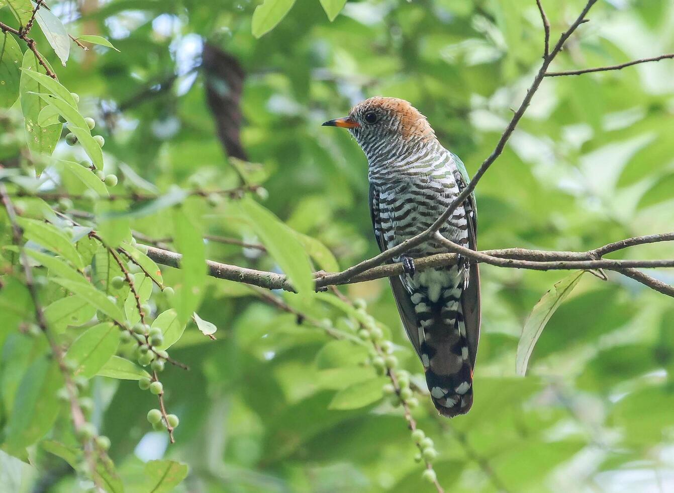 Bird Photography, Bird Picture, Most Beautiful Bird Photography, Nature Photography photo