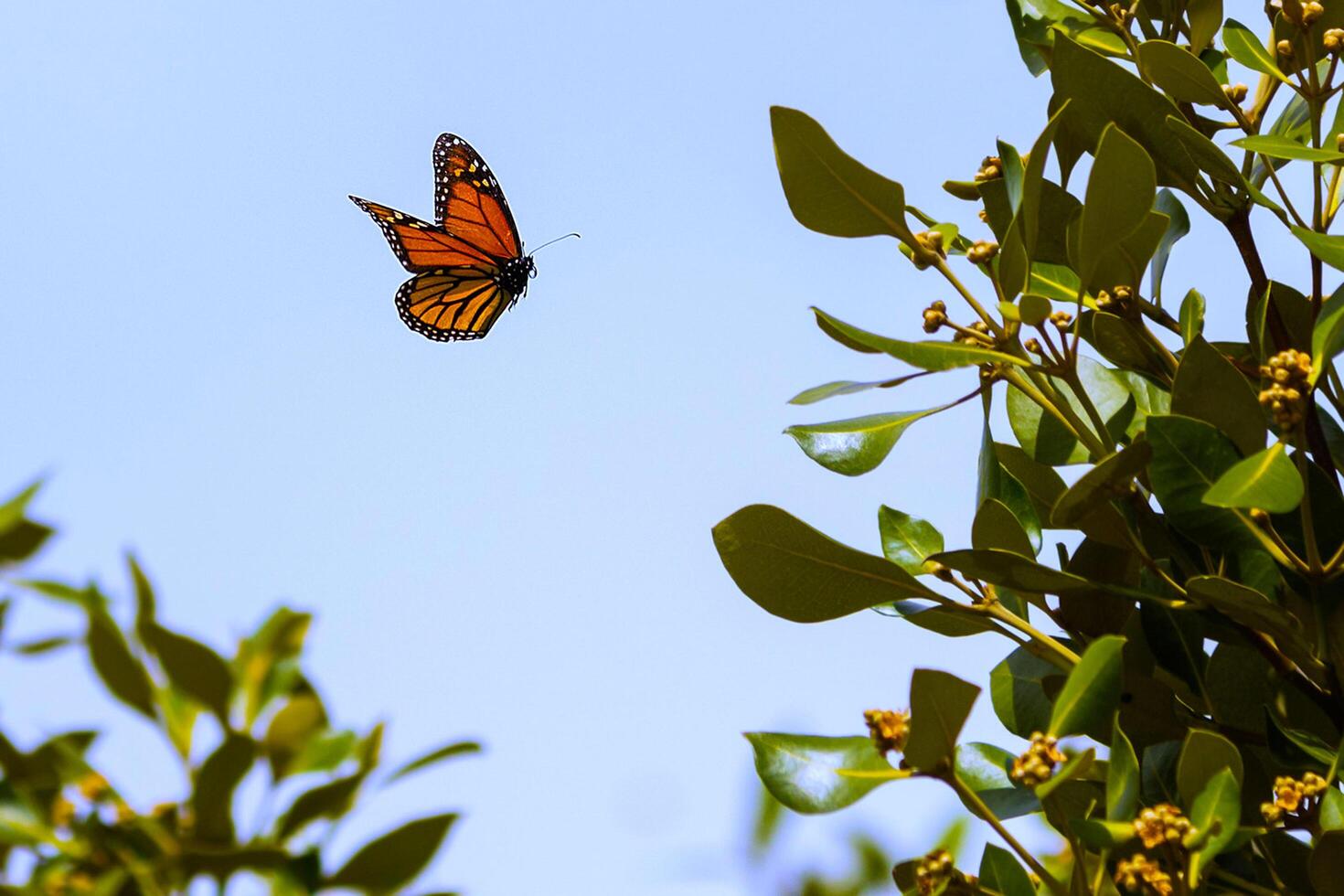 Monarch, Beautiful Butterfly Photography, Beautiful butterfly on flower, Macro Photography, Beautyful Nature photo