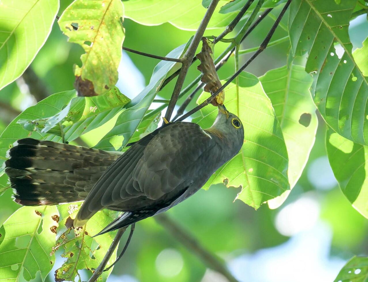 Bird Photography, Bird Picture, Most Beautiful Bird Photography, Nature Photography photo