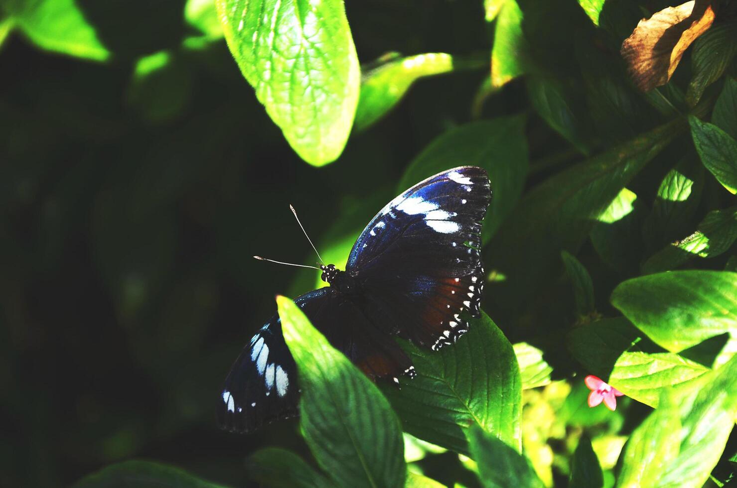 monarca, hermosa mariposa fotografía, hermosa mariposa en flor, macro fotografía, bello naturaleza foto