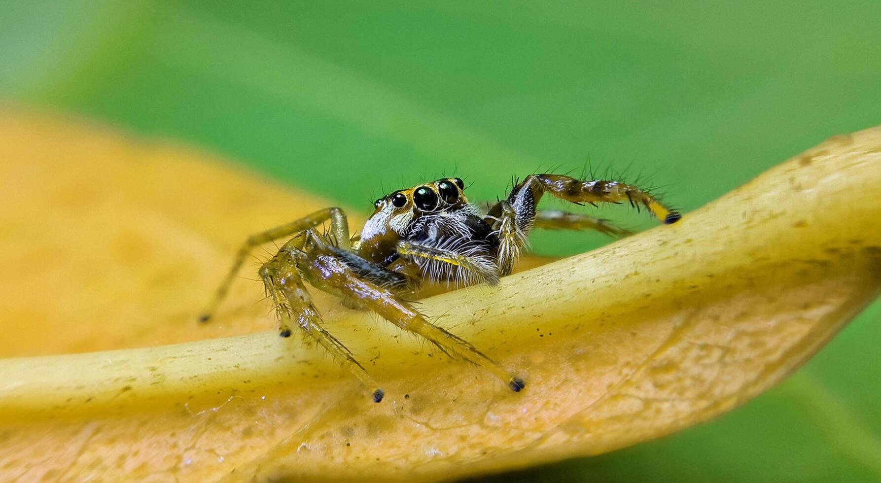 libélula fotografía, de cerca Disparo de un libélula en el natural ambiente foto