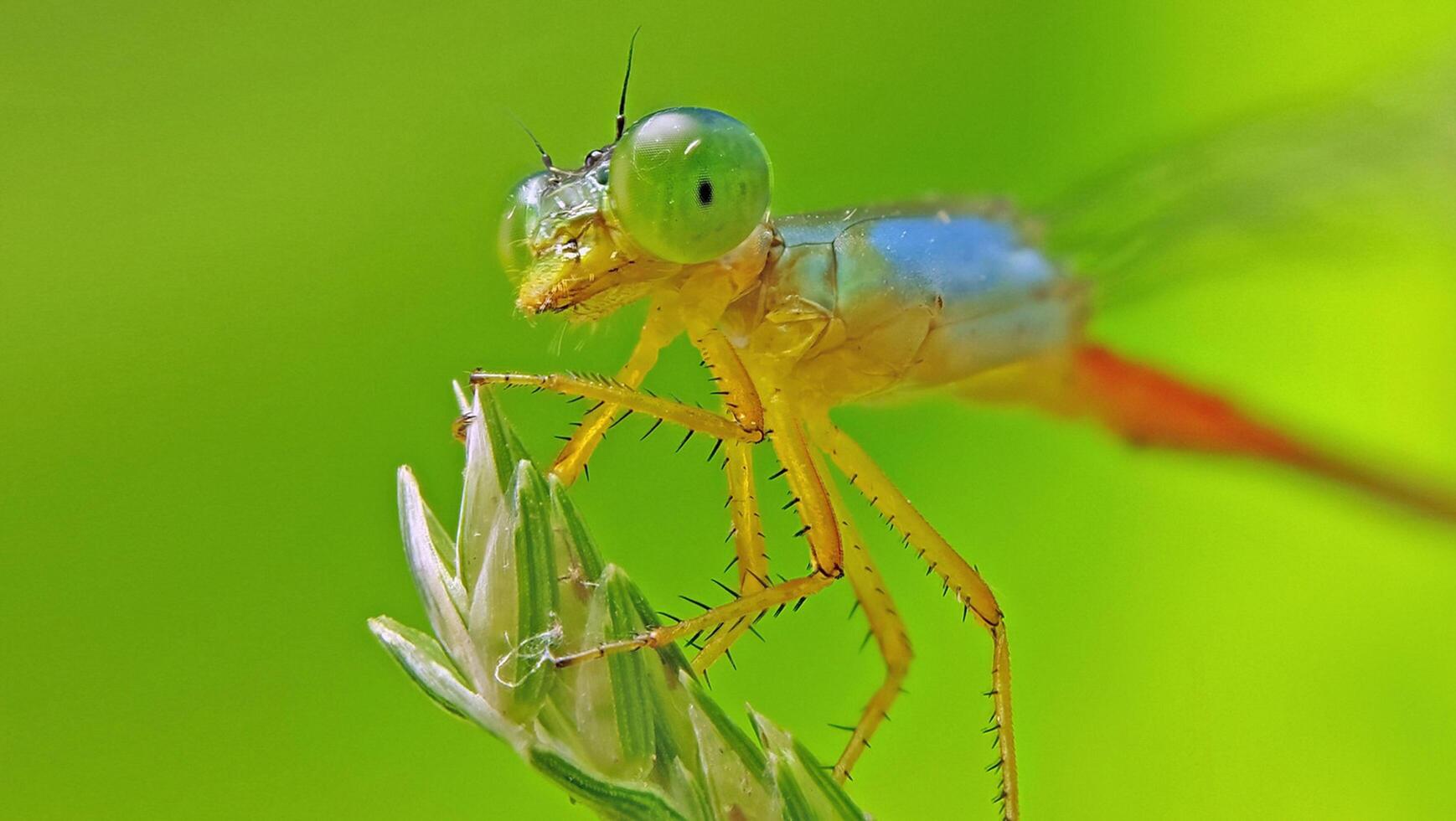 Dragonfly Photography, closeup shot of a dragonfly in the natural environment photo