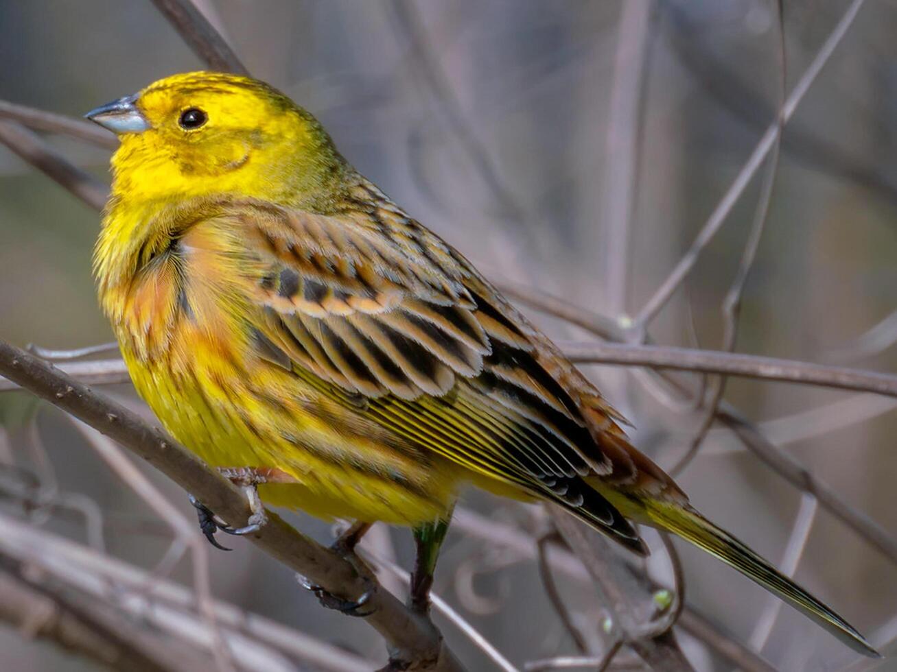 pájaro fotografía, pájaro imagen, más hermosa pájaro fotografía, naturaleza fotografía foto