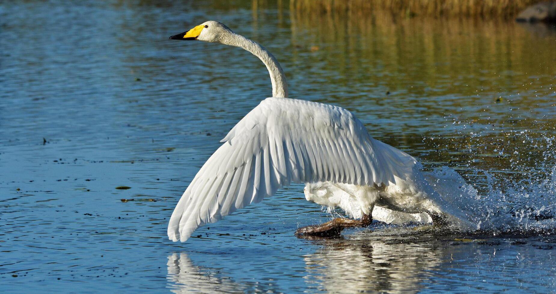 Bird Photography, Bird Picture, Most Beautiful Bird Photography, Nature Photography photo