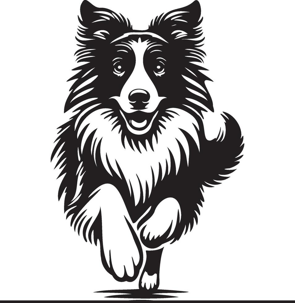 Border Collie Dog Illustration. vector