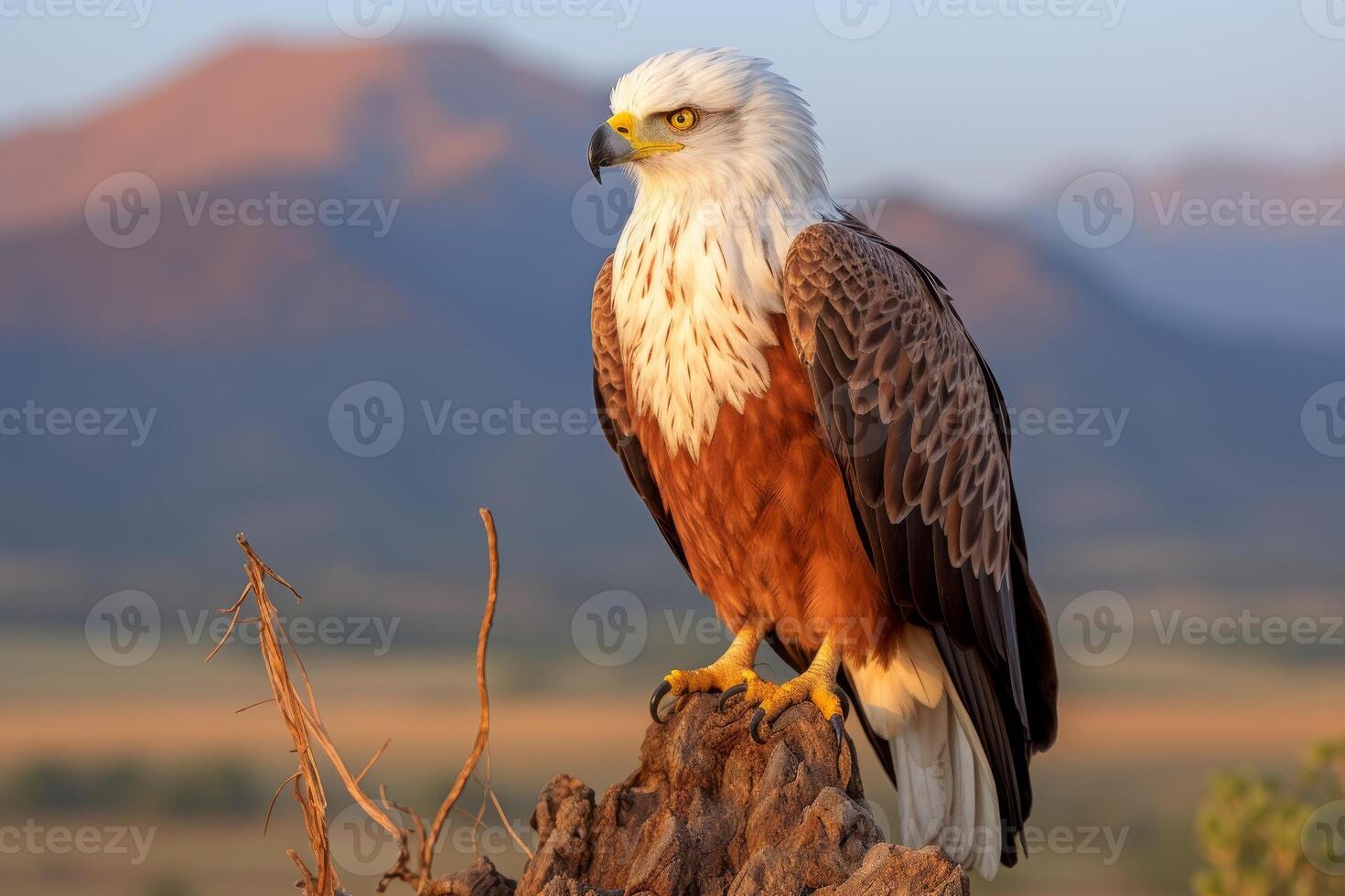 AI generated African wilderness. Majestic fish eagle bird in its natural habitat on safari expedition photo